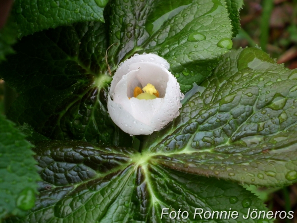 Fotblad podophyllum